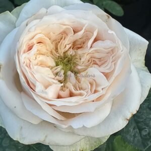 Jiian Rose plant for sale丨Flower Gardens