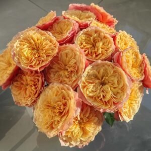 Kesington garden Rose plant丨Flower Gardens