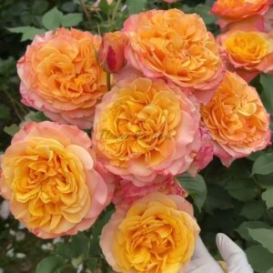 La Villa Cotta Rose for sale丨Flower Gardens