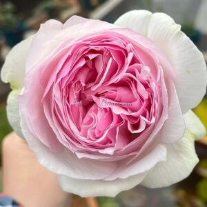 Le esprit de fille Rose丨Flower Gardens