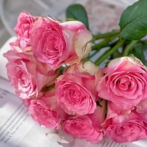 Malibu Rose丨Flower Gardens