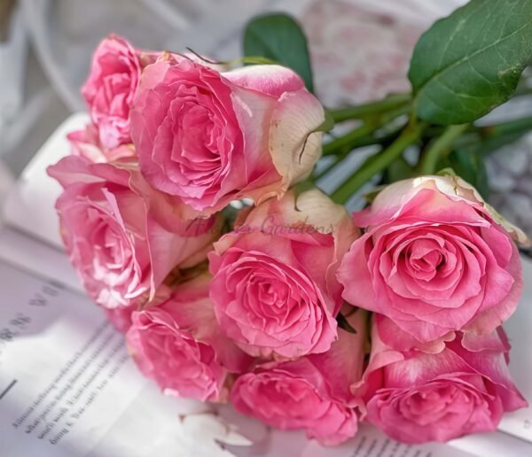 Malibu Rose丨Flower Gardens