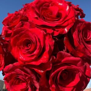 Mamma Mia Rose丨Flower Gardens