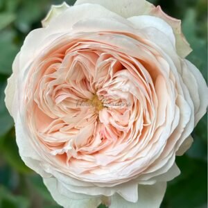 Manfield pink Rose plant丨Flower Gardens