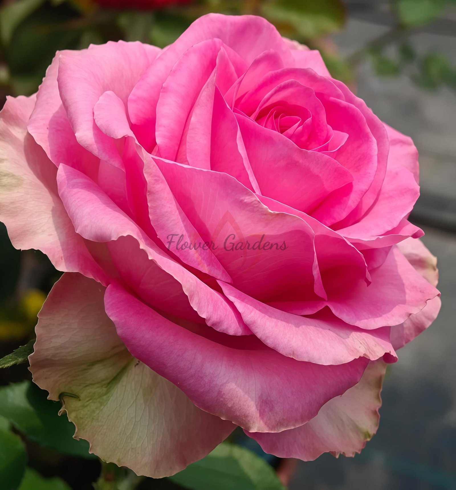 Mon Amour Rose plant丨Flower Gardens