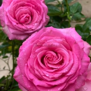 Mon Amour Rose丨Flower Gardens