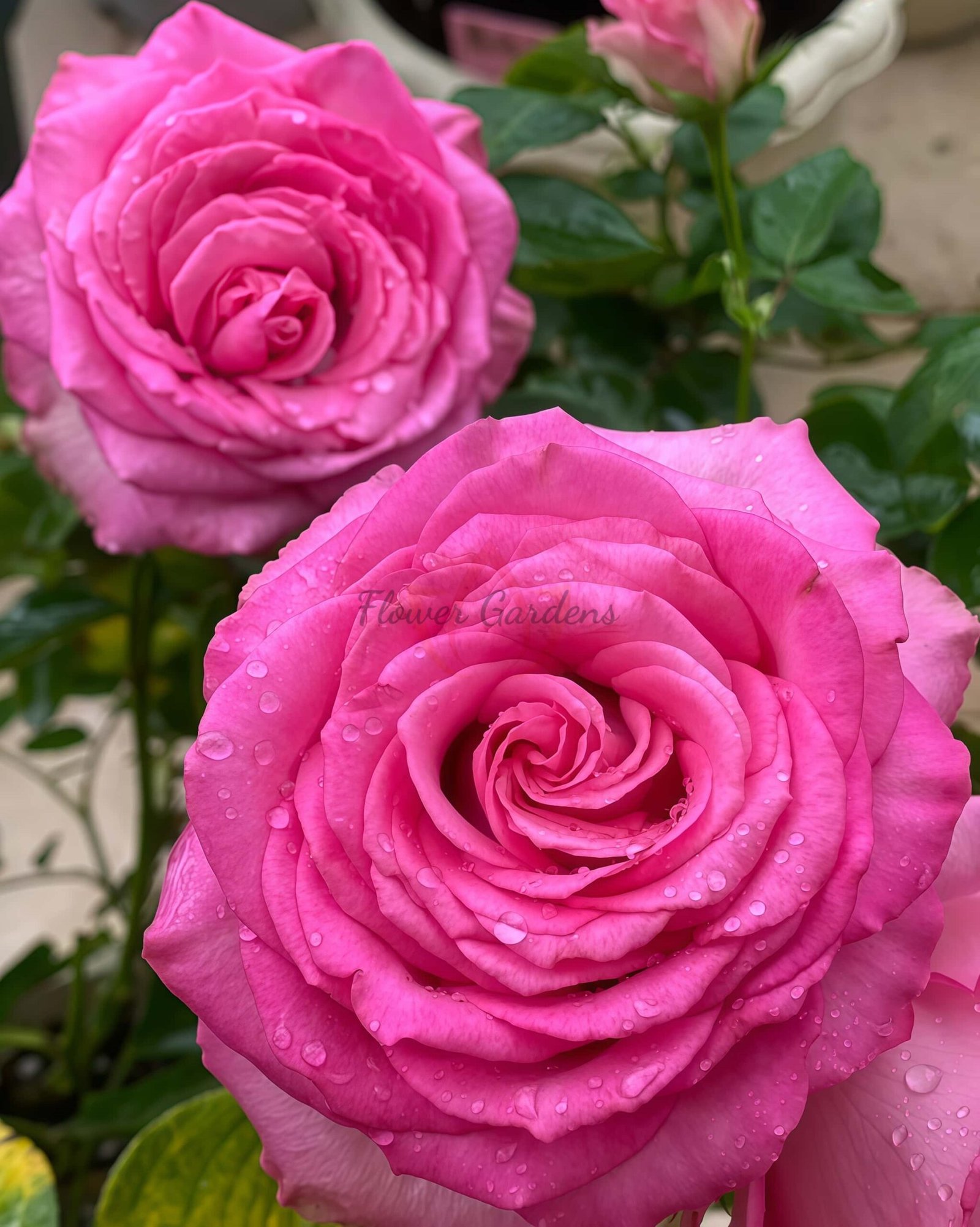 Mon Amour Rose丨Flower Gardens