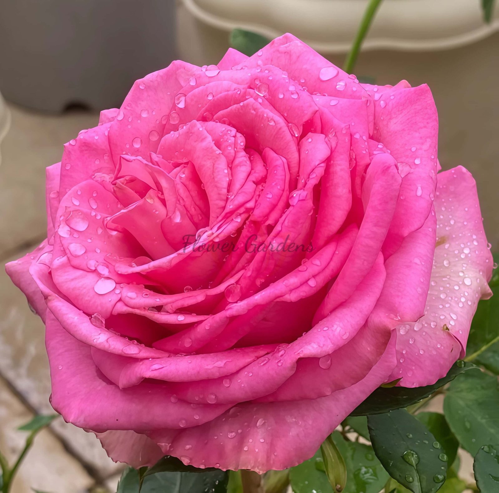 Mon Amour Rose丨Flower Gardens