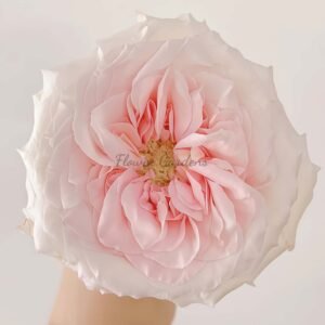 Norma Jean Rose plant丨Flower Gardens