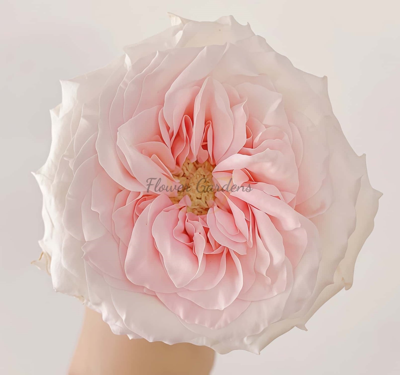 Norma Jean Rose plant丨Flower Gardens