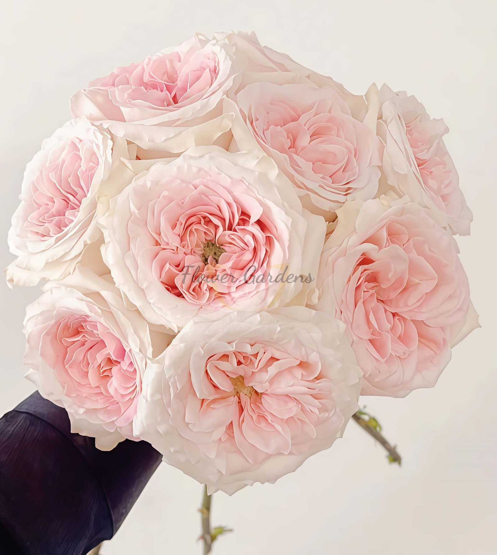 Norma Jean Rose丨Flower Gardens