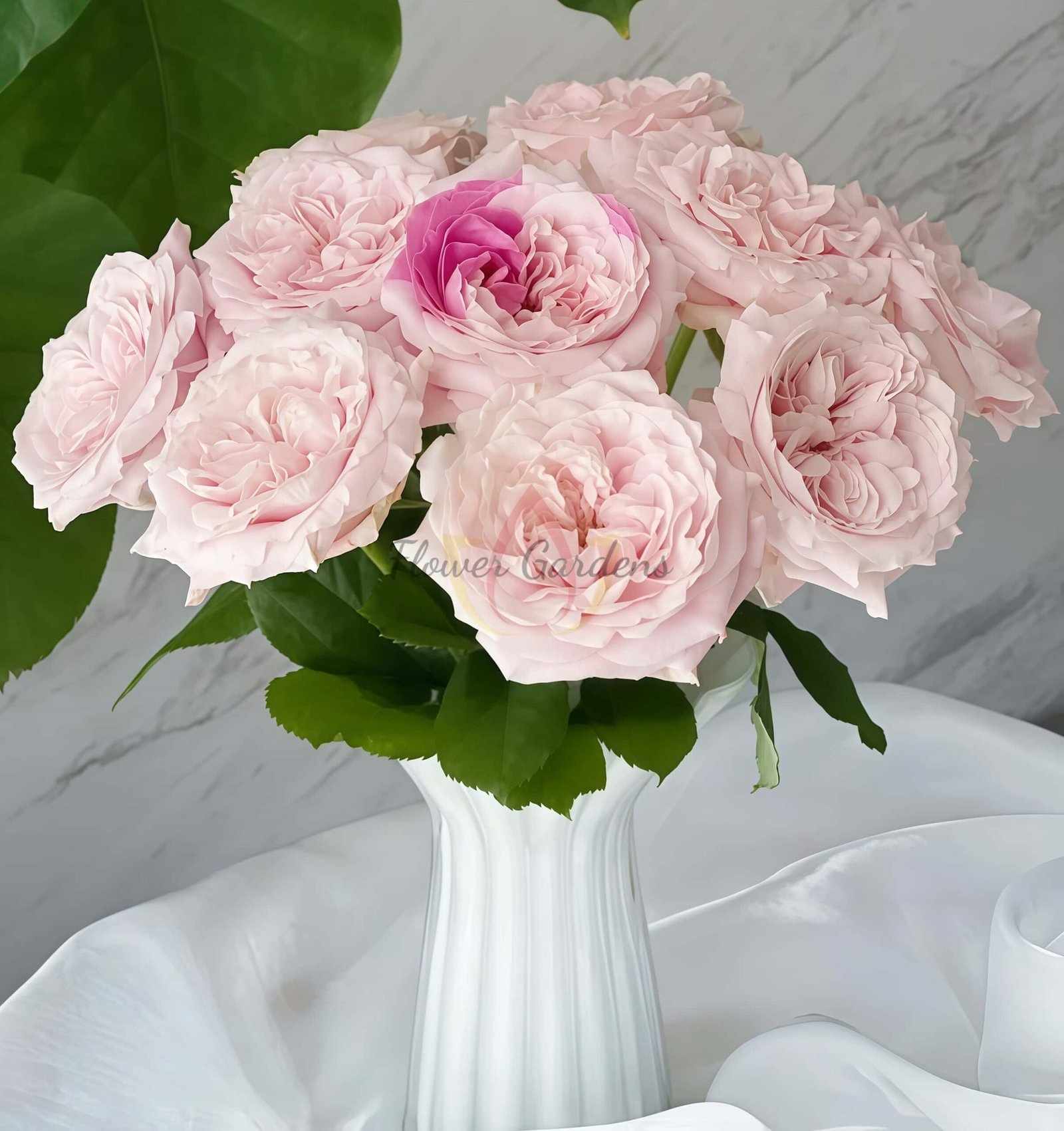 Norma Jean Rose for sale丨Flower Gardens