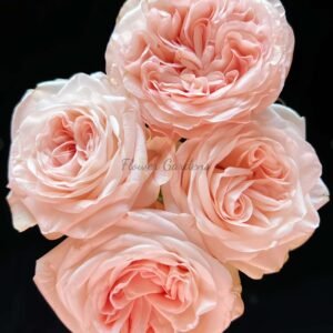 Nüwa Rose丨Flower Gardens