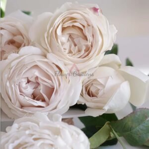 Pavlova Rose for sale丨Flower Gardens