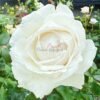 Pavlova Rose丨Flower Gardens