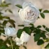 Pavlova Rose丨Flower Gardens