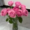 Peonikiss Rose plant丨Flower Gardens