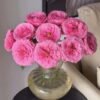 Peonikiss Rose丨Flower Gardens