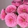 Peonikiss Rose丨Flower Gardens