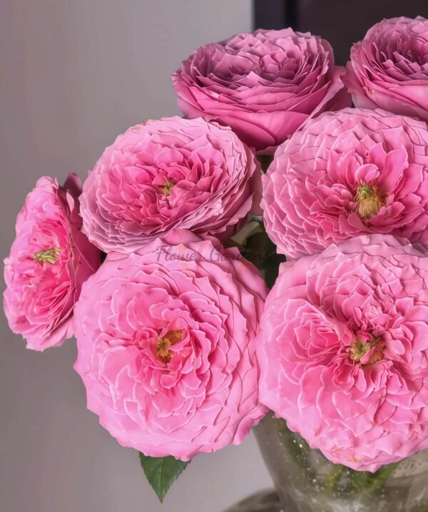 Peonikiss Rose丨Flower Gardens