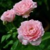 Pink Wave Rose for sale丨Flower Gardens