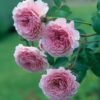 Pink Wave Rose plant丨Flower Gardens