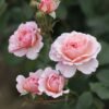 Pink Wave Rose丨Flower Gardens