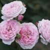 Pink Wave Rose丨Flower Gardens
