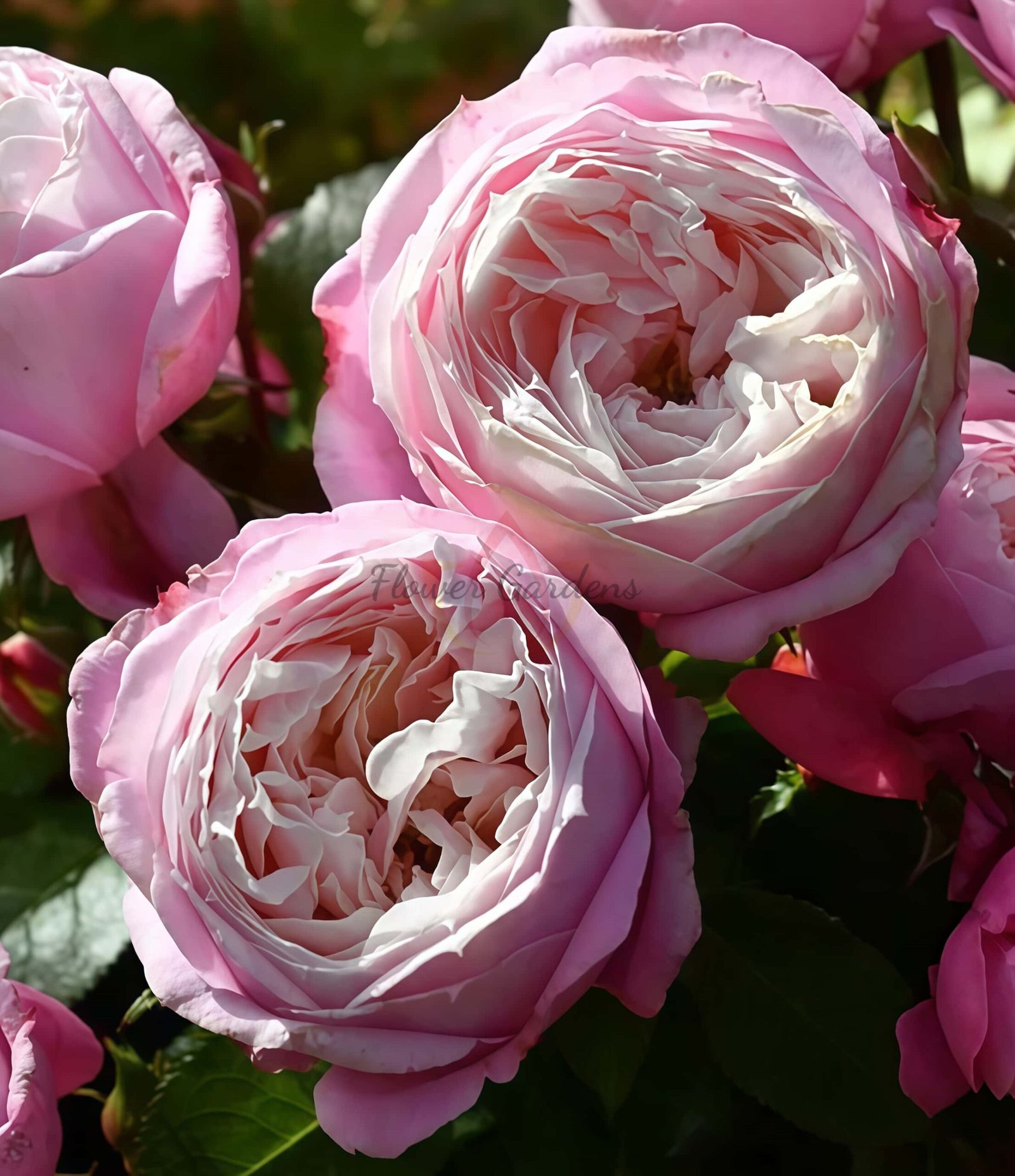 Piroutte Rose for sale丨Flower Gardens