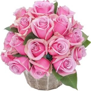 Prime Time Rose plant丨Flower Gardens