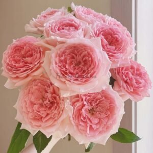 Princess Hitomi Rose plant丨Flower Gardens