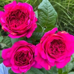 Princess kishi Rose丨Flower Gardens