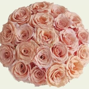 RP Moab Rose丨Flower Gardens