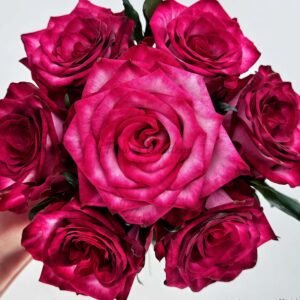 Ripasso Rose plant丨Flower Gardens