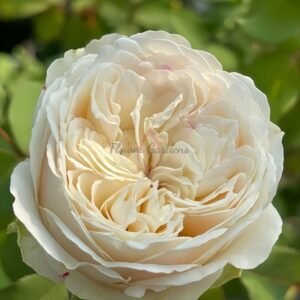 Shiratama Rose丨Flower Gardens