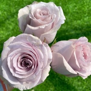 Silvery Light Rose plant丨Flower Gardens
