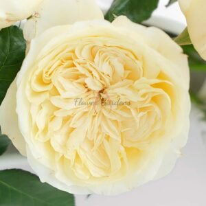 Souffé Rose丨Flower Gardens