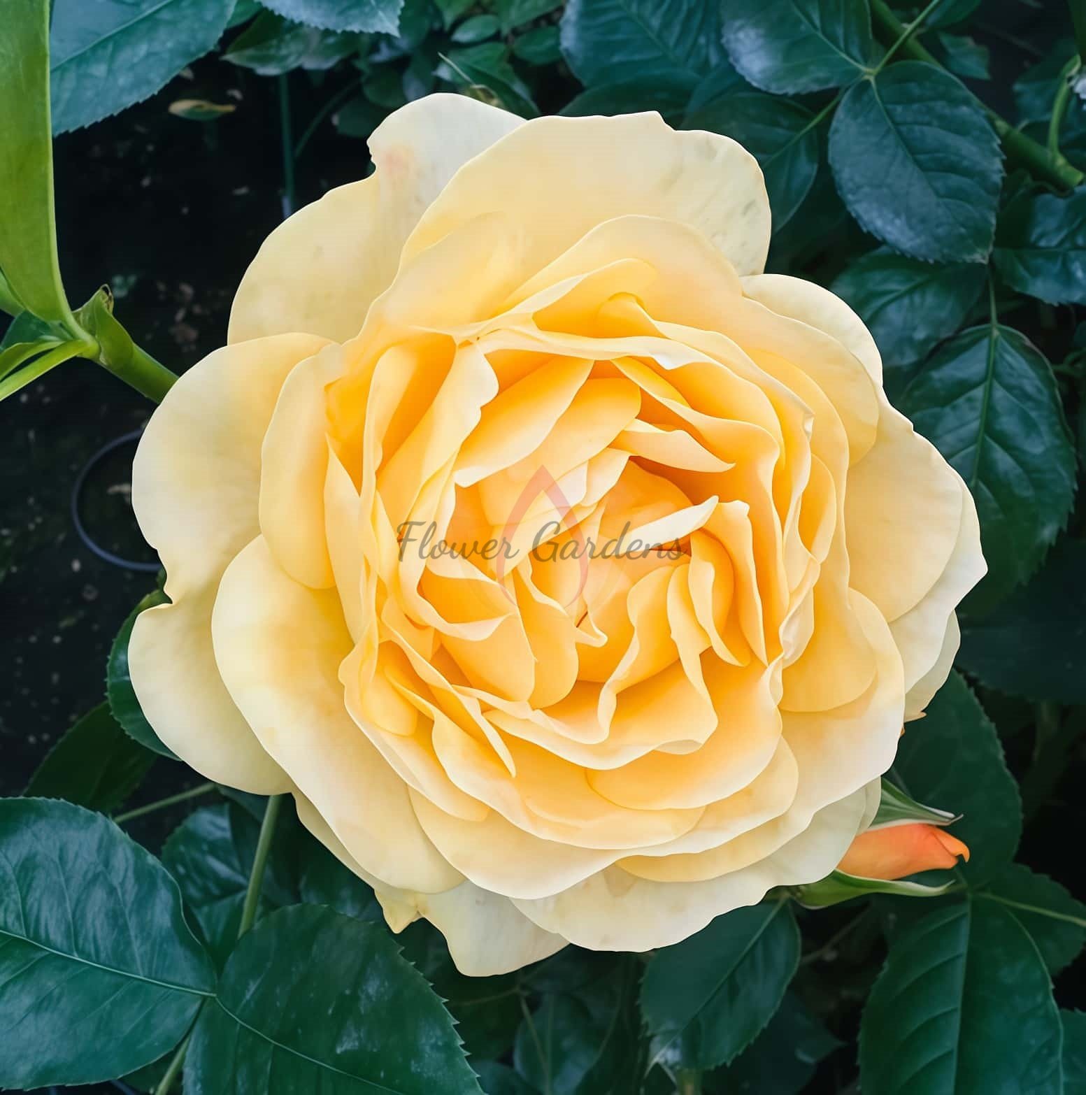 Soul Mate Roseplant丨Flower Gardens