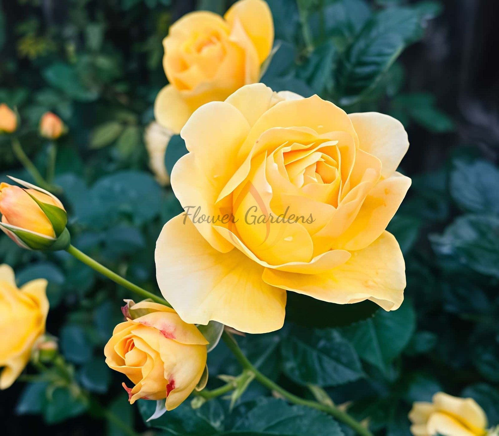 Soul Mate Rose for sale丨Flower Gardens