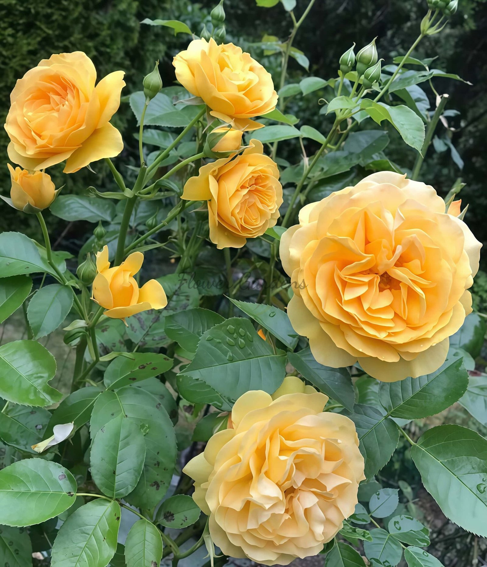 Soul Mate Rose丨Flower Gardens