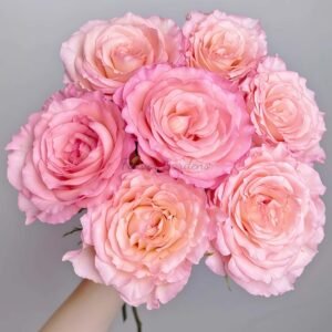 Spring Ballet Rose丨Flower Gardens