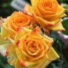 Sunny Beach Rose丨Flower Gardens