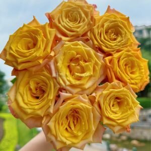 Sunny Beach Rose plant丨Flower Gardens