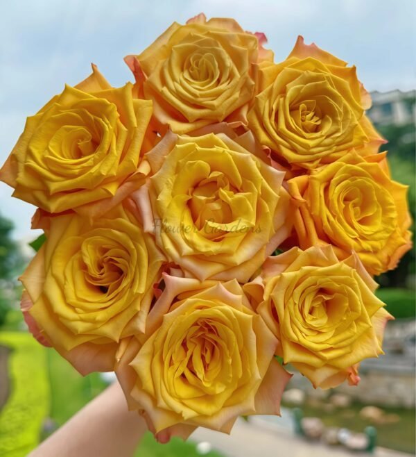 Sunny Beach Rose plant丨Flower Gardens