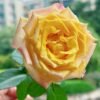 Sunny Beach Rose丨Flower Gardens