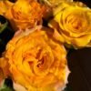 Sunny Beach Rose for sale丨Flower Gardens