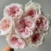 Swan Lake Rose plant丨Flower Gardens