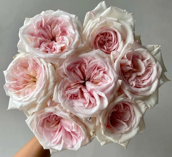 Swan Lake Rose plant丨Flower Gardens