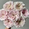 Swan Lake Rose丨Flower Gardens