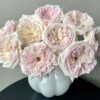 Swan Lake Rose for sale丨Flower Gardens